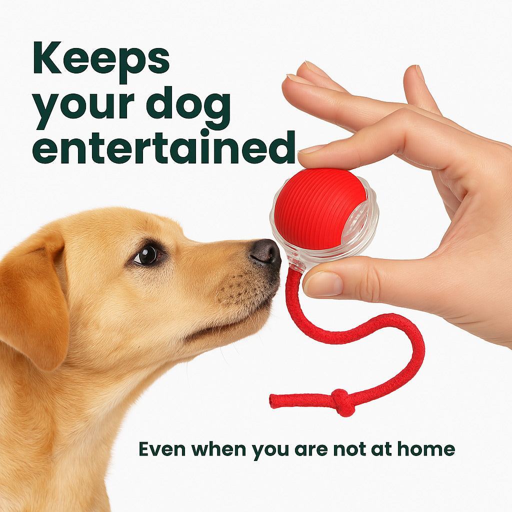 Cat and dog interactive ball
