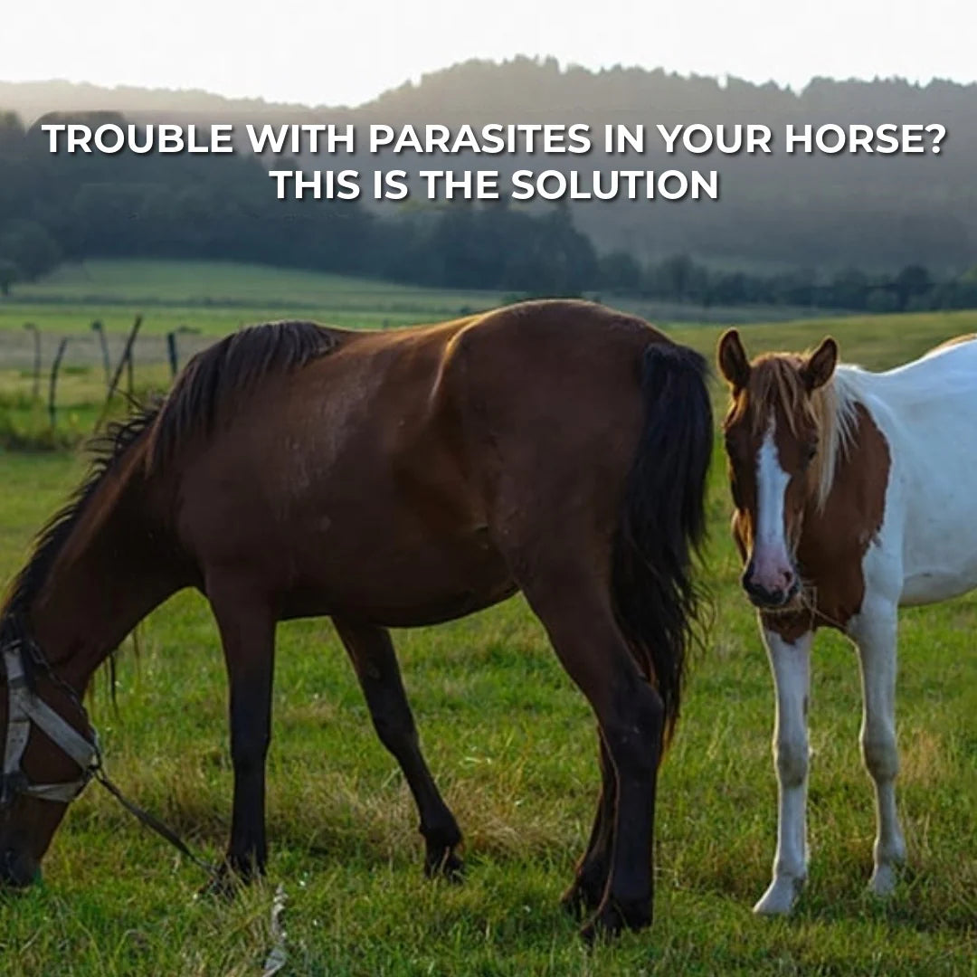Equine Ivermectin Paste