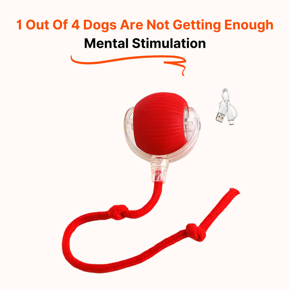 Cat and dog interactive ball