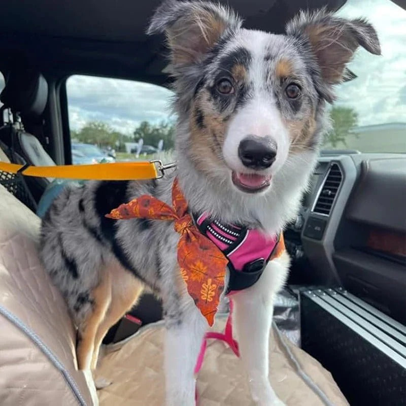 2-in-1 dog car seatbelt and leash