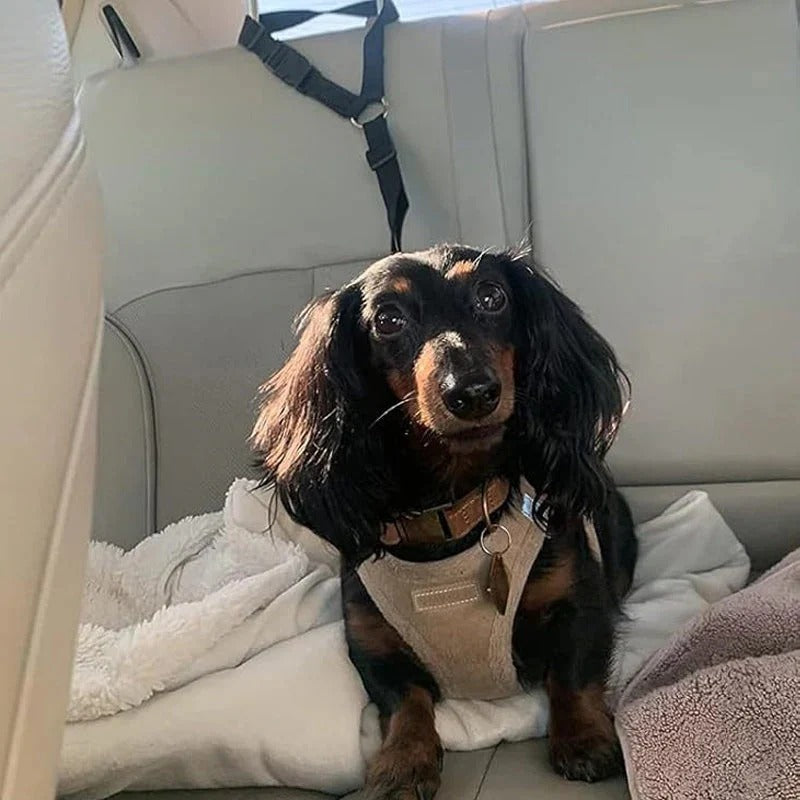 2-in-1 dog car seatbelt and leash