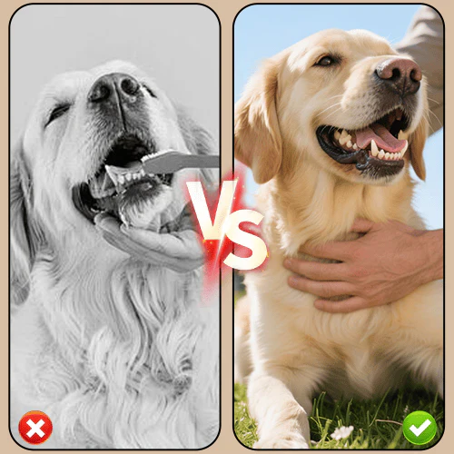Tartar removal spray for dogs & cats